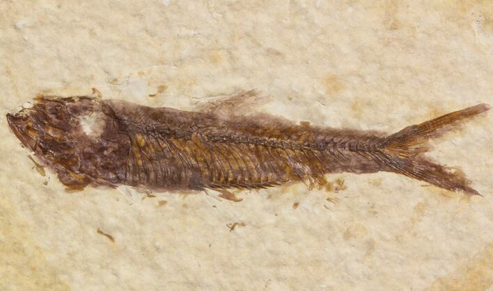 Small Knightia Fossil Fish - Wyoming #41034